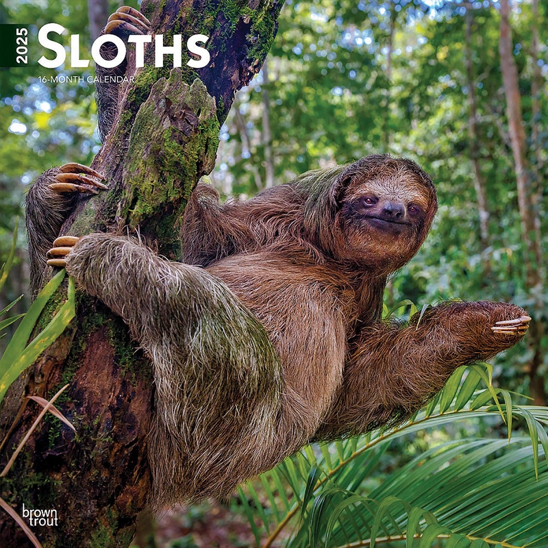 Sloths 2025 Square Calendar/Product Detail/Calendars & Diaries