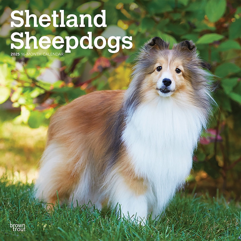 Shetland Sheepdogs 2025 Square Calendar/Product Detail/Calendars & Diaries