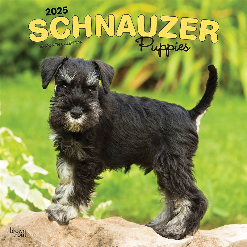 Schnauzer Puppies 2025 Square Calendar/Product Detail/Calendars & Diaries