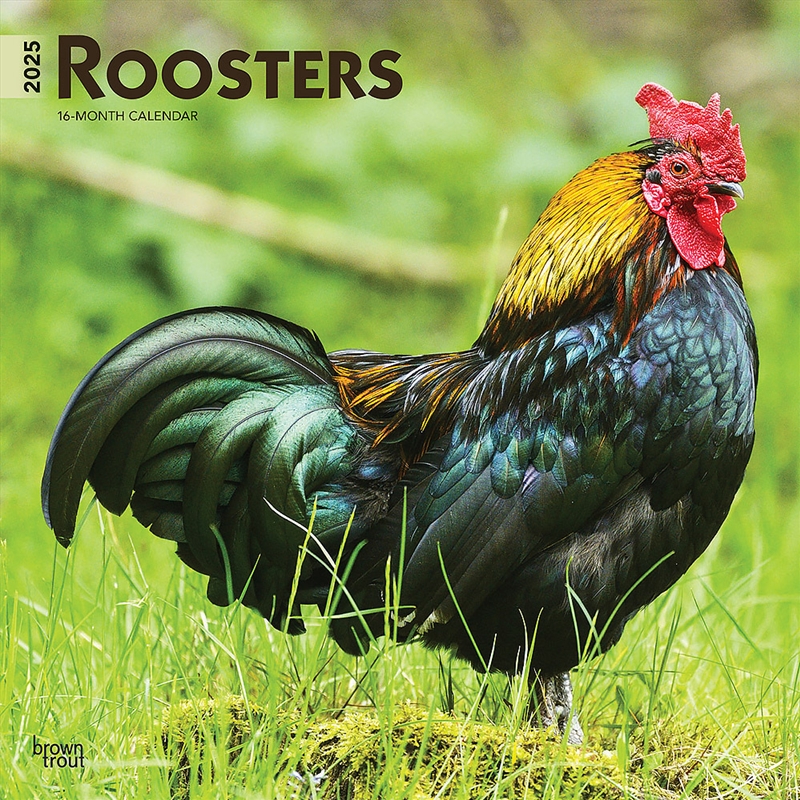 Roosters 2025 Square Calendar/Product Detail/Calendars & Diaries