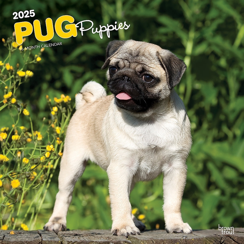 Pug Puppies 2025 Square Calendar/Product Detail/Calendars & Diaries