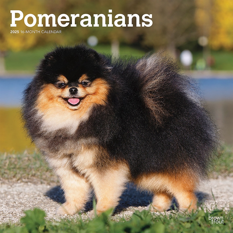 Pomeranians 2025 Square Calendar/Product Detail/Calendars & Diaries