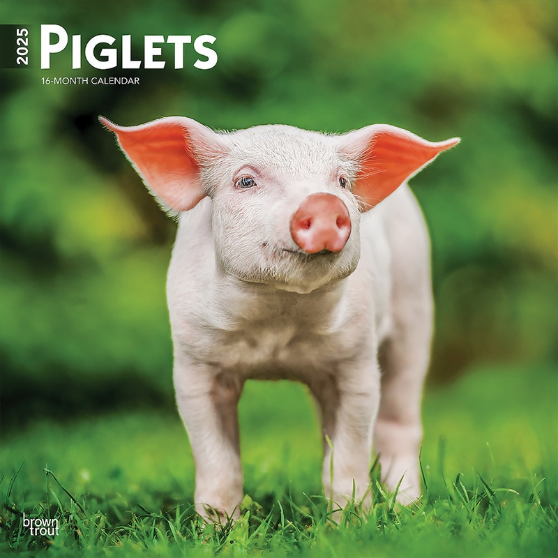 Piglets 2025 Square Calendar/Product Detail/Calendars & Diaries