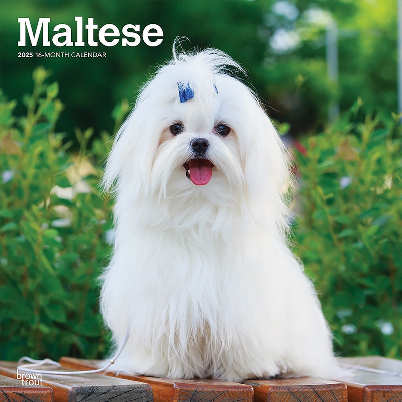 Maltese 2025 Square Calendar/Product Detail/Calendars & Diaries