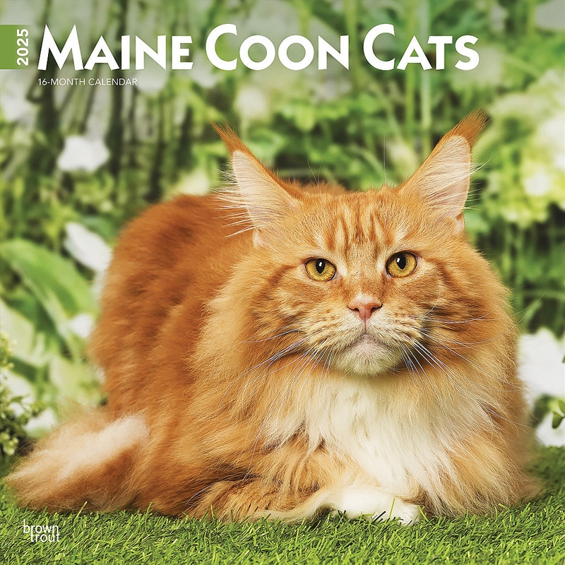 Maine Coon Cats 2025 Square Calendar/Product Detail/Calendars & Diaries