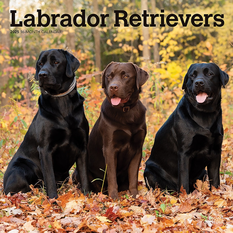 Labrador Retrievers 2025 Square Calendar/Product Detail/Calendars & Diaries