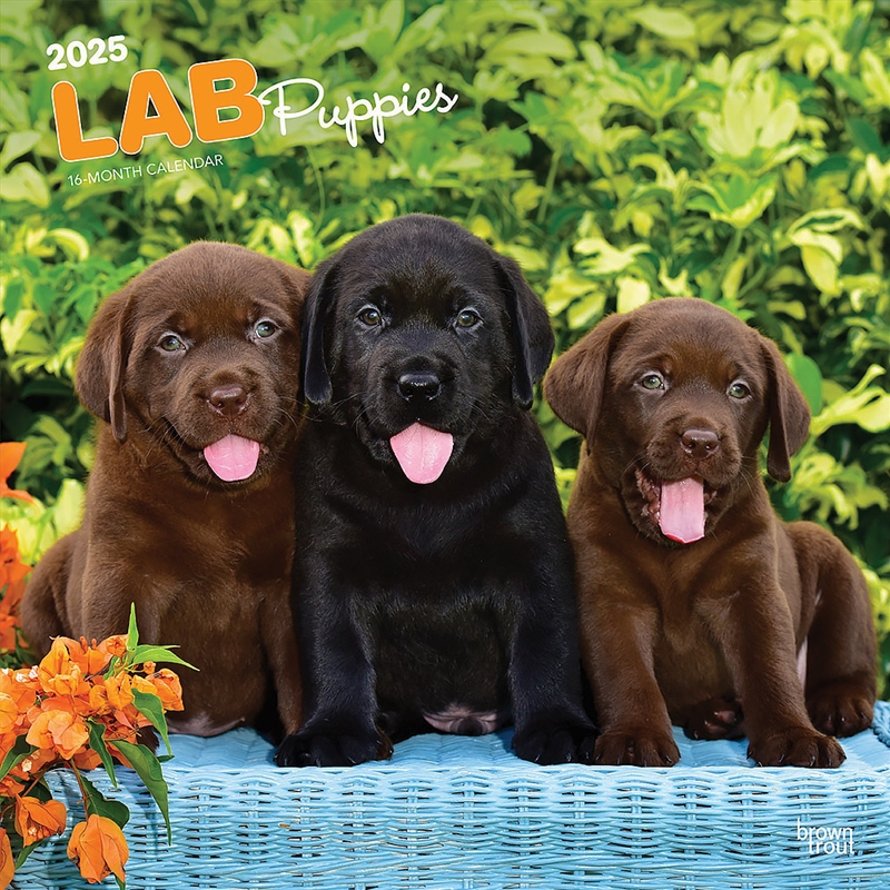 Labrador Retriever Puppies 2025 Square Calendar/Product Detail/Calendars & Diaries