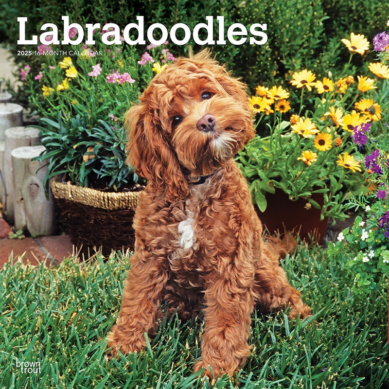 Labradoodles 2025 Square Calendar/Product Detail/Calendars & Diaries