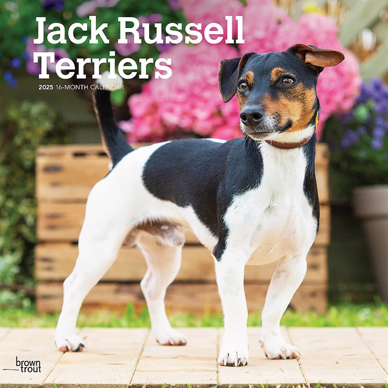 Jack Russell Terriers 2025 Square Calendar/Product Detail/Calendars & Diaries