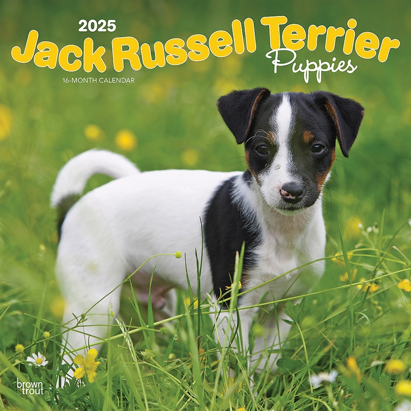 Jack Russell Terrier Puppies 2025 Square Calendar/Product Detail/Calendars & Diaries