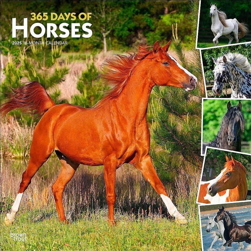 Horses, 366 Days of, 2025 Square Calendar/Product Detail/Calendars & Diaries