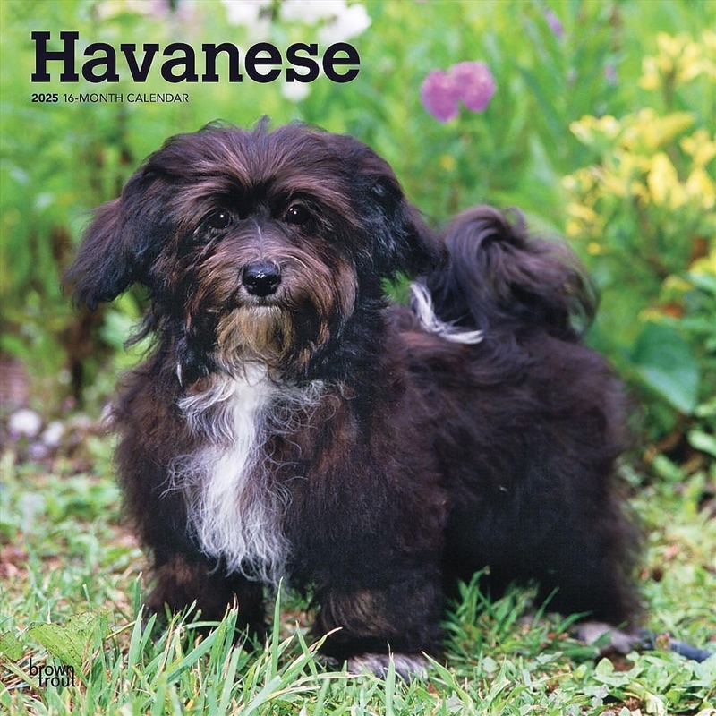 Havanese 2025 Square Calendar/Product Detail/Calendars & Diaries