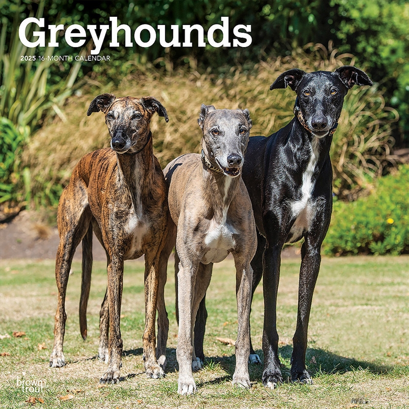 Greyhounds 2025 Square Calendar/Product Detail/Calendars & Diaries