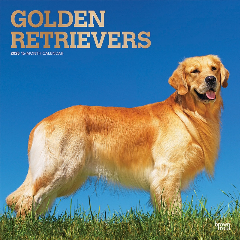 Golden Retrievers 2025 Square FOIL Calendar/Product Detail/Calendars & Diaries