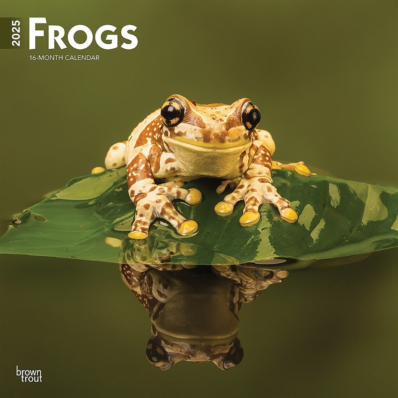 Frogs 2025 Square Calendar/Product Detail/Calendars & Diaries