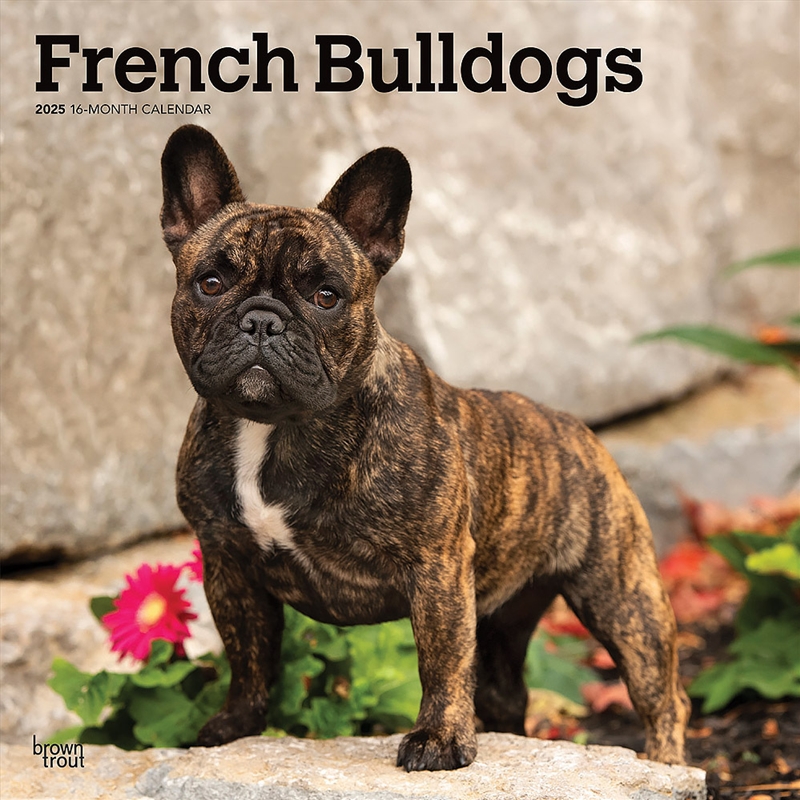 French Bulldogs 2025 Square Calendar/Product Detail/Calendars & Diaries