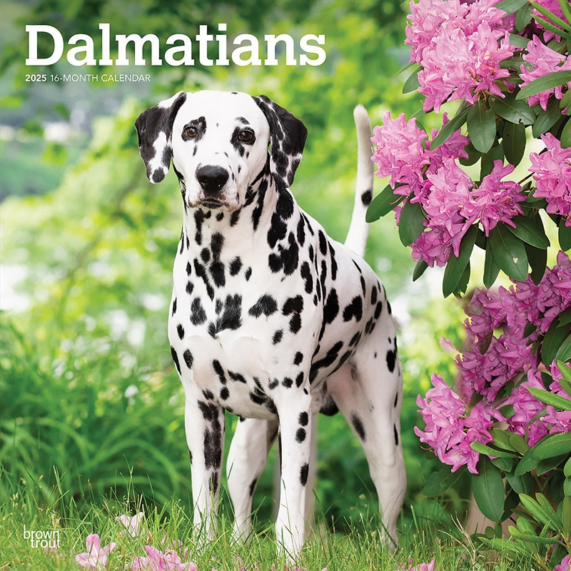 Dalmatians 2025 Square Calendar/Product Detail/Calendars & Diaries