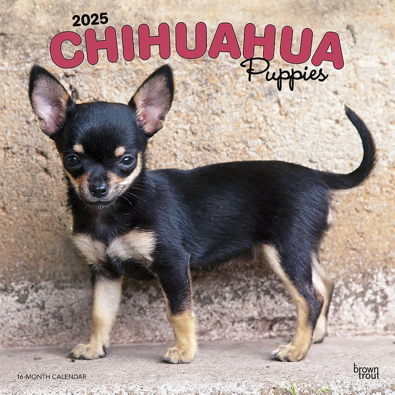 Chihuahua Puppies 2025 Square Calendar/Product Detail/Calendars & Diaries