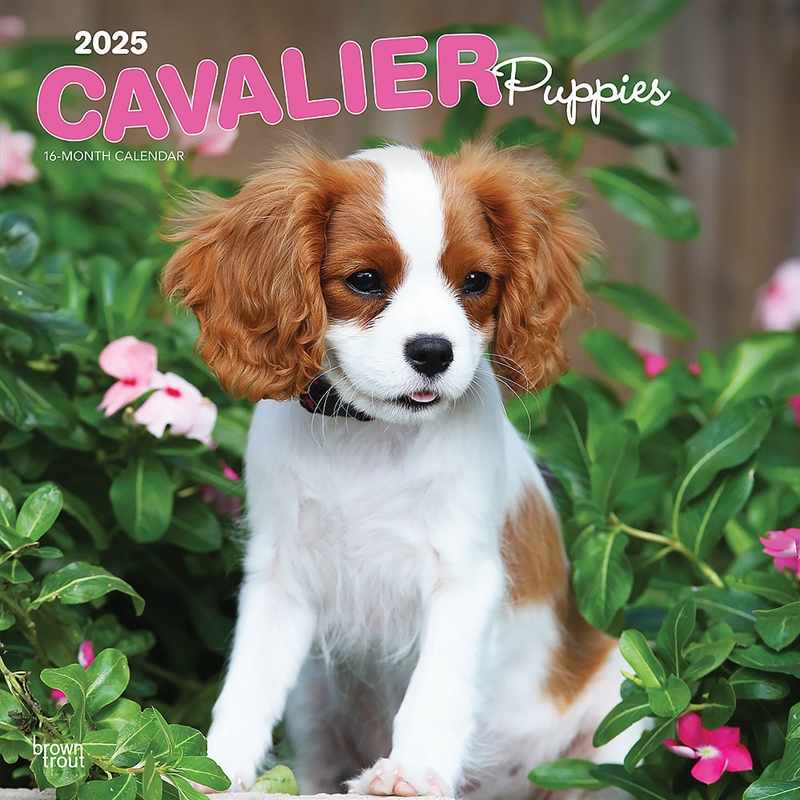 Cavalier King Charles Spaniel Puppies 2025 Square Calendar/Product Detail/Calendars & Diaries