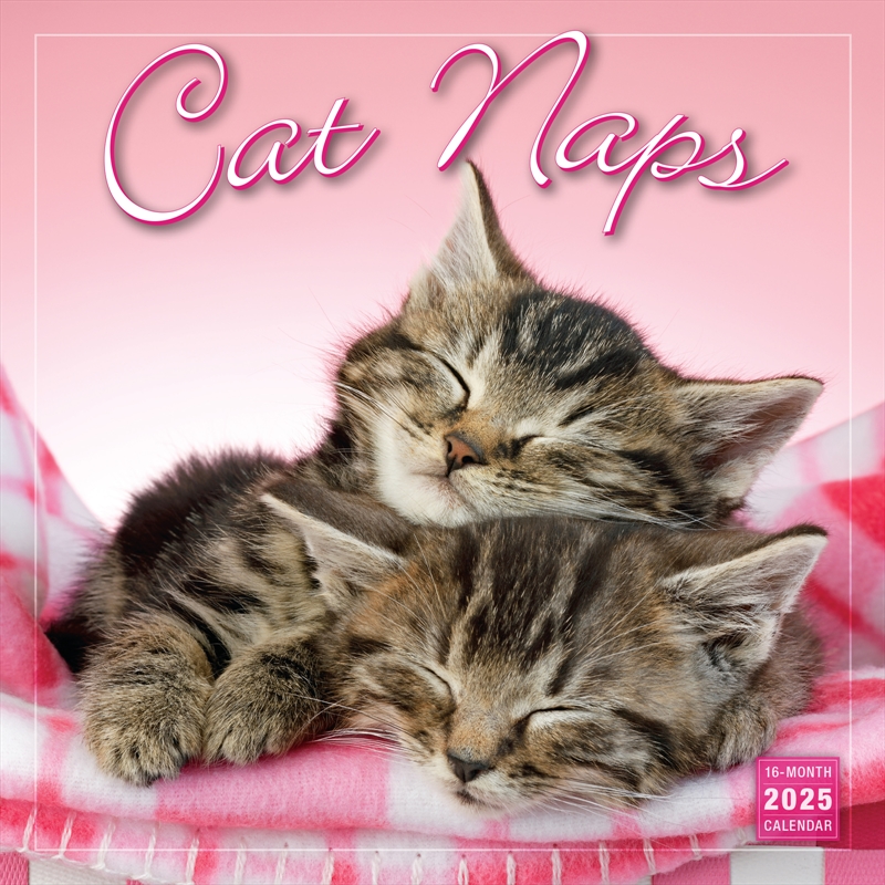 Cat Naps 2025 Square Calendar/Product Detail/Calendars & Diaries