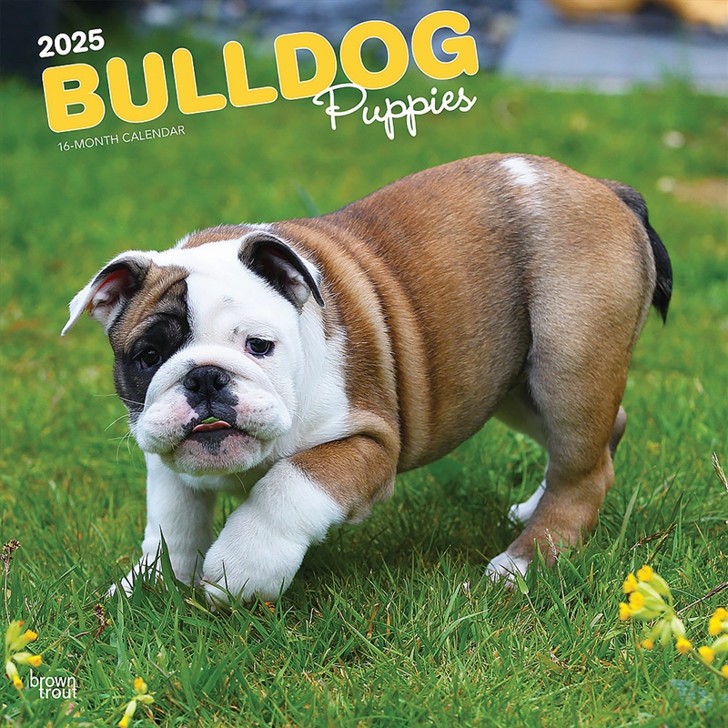 Bulldog Puppies 2025 Square Calendar/Product Detail/Calendars & Diaries