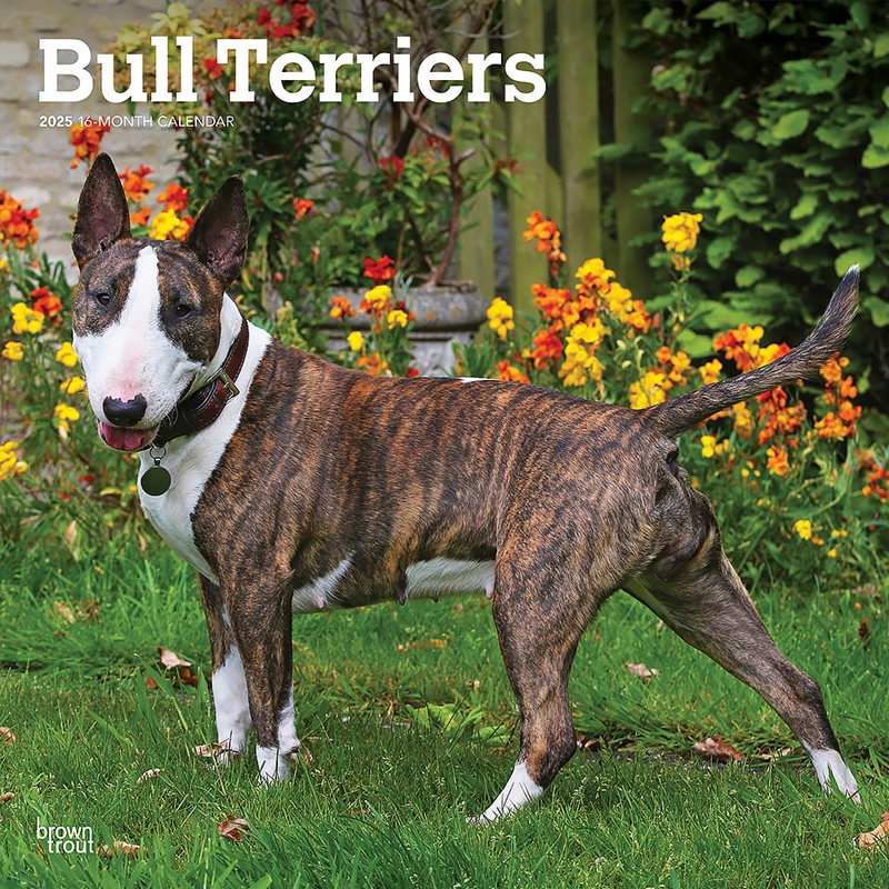 Bull Terriers 2025 Square Calendar/Product Detail/Calendars & Diaries