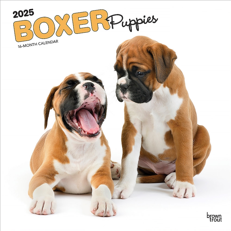 Boxer Puppies 2025 Square Calendar/Product Detail/Calendars & Diaries