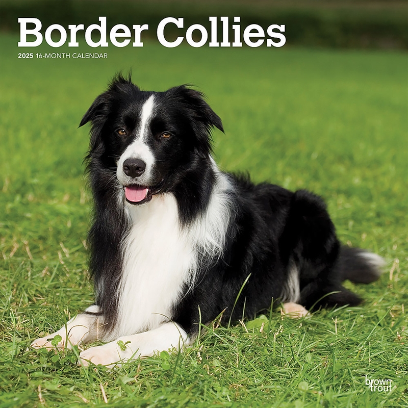 Border Collies 2025 Square Calendar/Product Detail/Calendars & Diaries