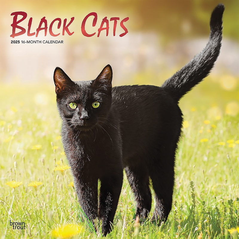 Black Cats 2025 Square FOIL Calendar/Product Detail/Calendars & Diaries