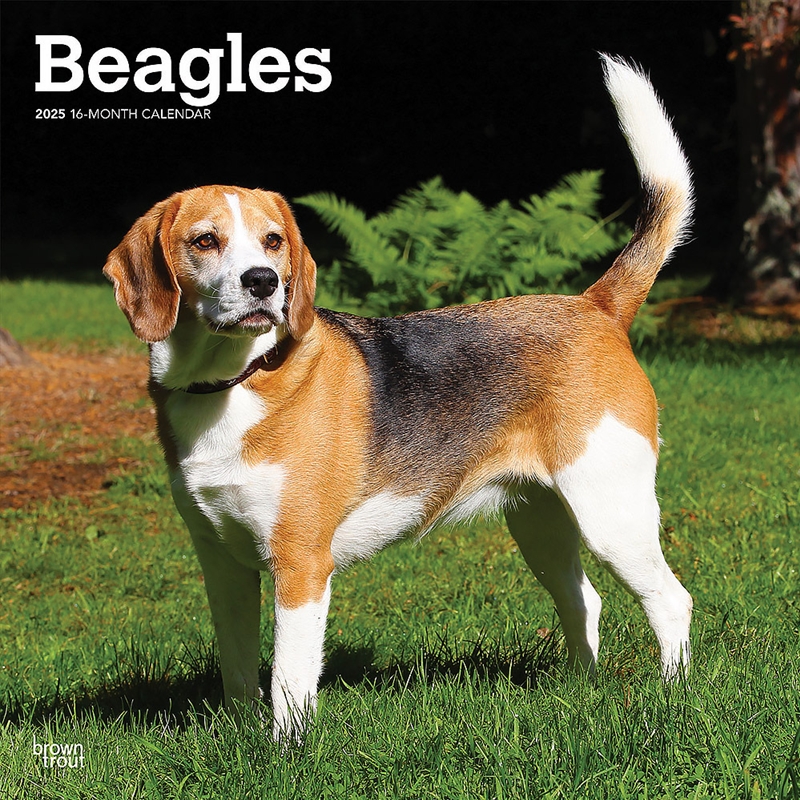 Beagles 2025 Square Calendar/Product Detail/Calendars & Diaries