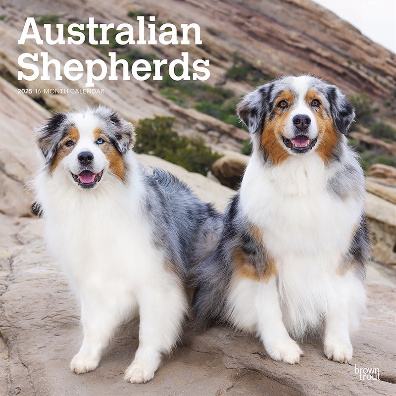 Australian Shepherds 2025 Square Calendar/Product Detail/Calendars & Diaries