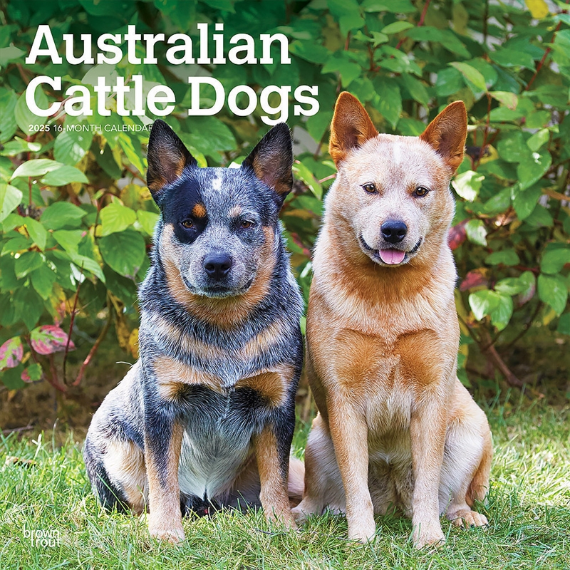 Australian Cattle Dogs 2025 Square Calendar/Product Detail/Calendars & Diaries