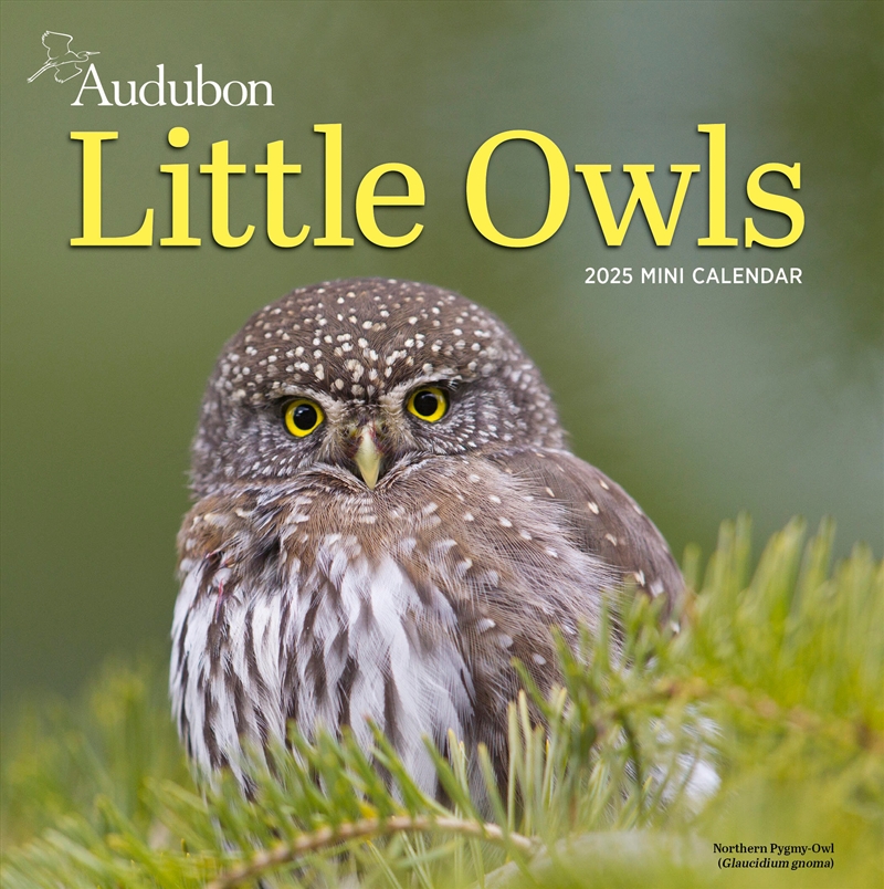 Audubon Little Owls Mini Wall Calendar 2025/Product Detail/Calendars & Diaries