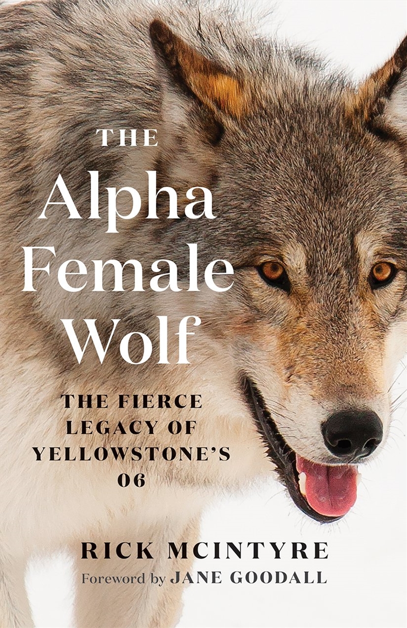 The Alpha Female Wolf/Product Detail/Animals & Nature