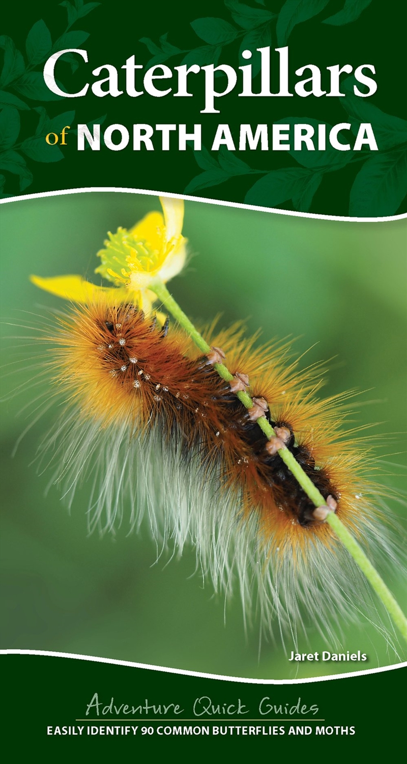 Caterpillars of North America/Product Detail/Animals & Nature