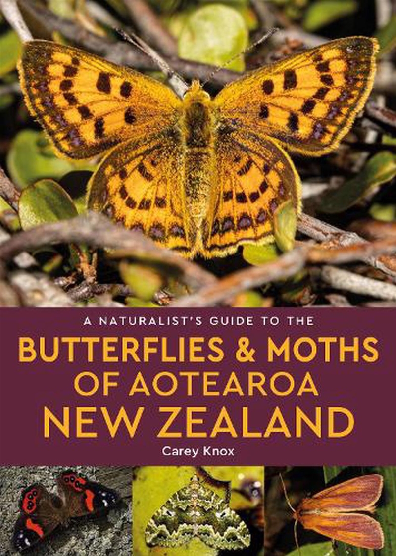 A Naturalist's Guide to the Butterflies & Moths of Aotearoa New Zealand/Product Detail/Animals & Nature