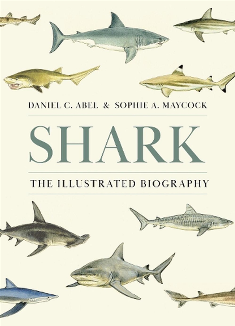 Shark/Product Detail/Animals & Nature