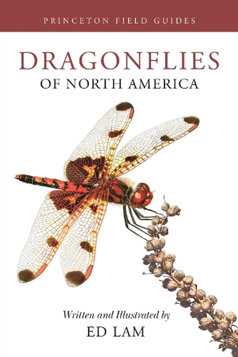 Dragonflies Of North America/Product Detail/Animals & Nature