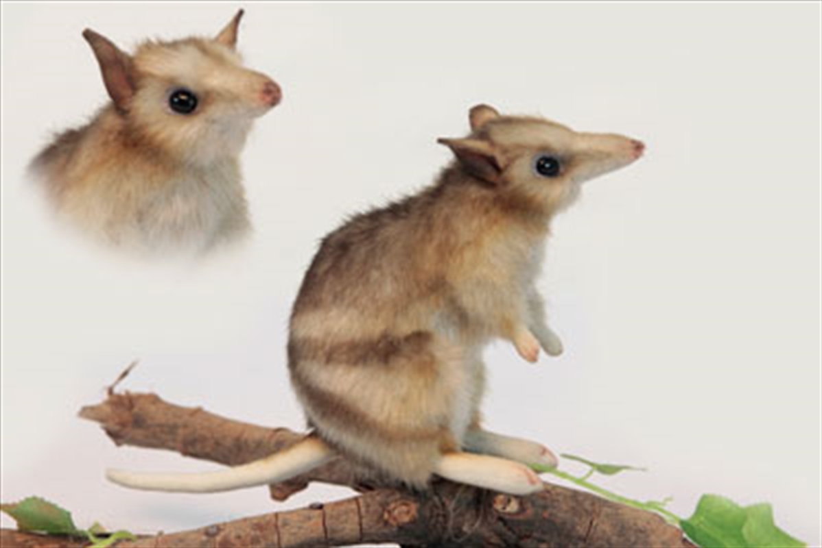 Eastern Barred Bandicoot 16cm/Product Detail/Plush Toys