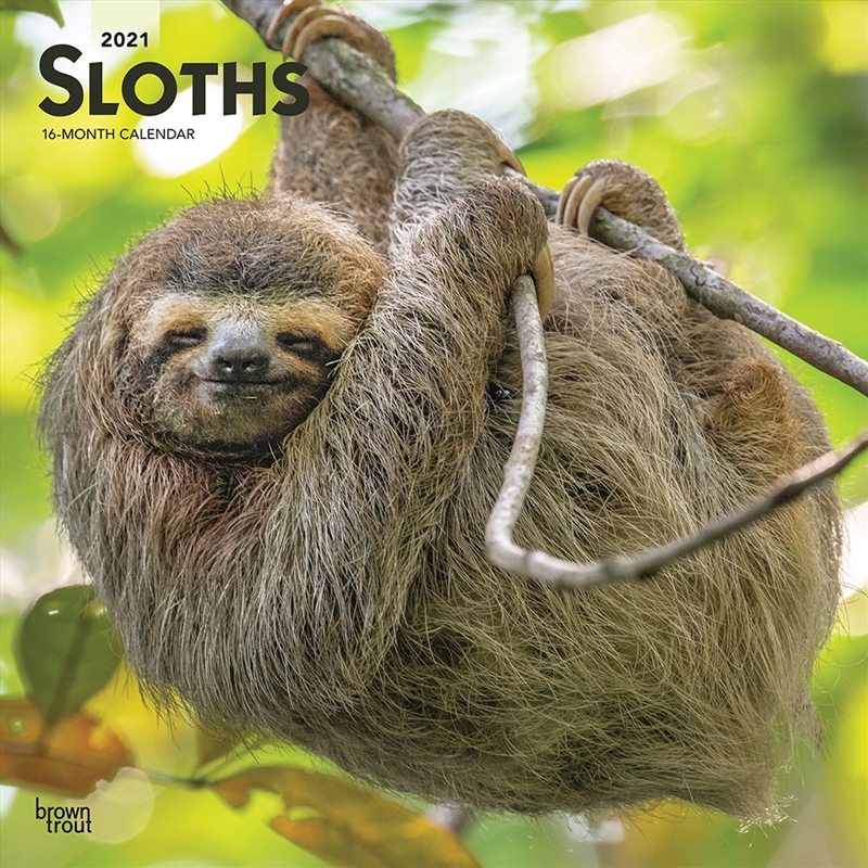 Sloths 2021 Square Calendar/Product Detail/Calendars & Diaries