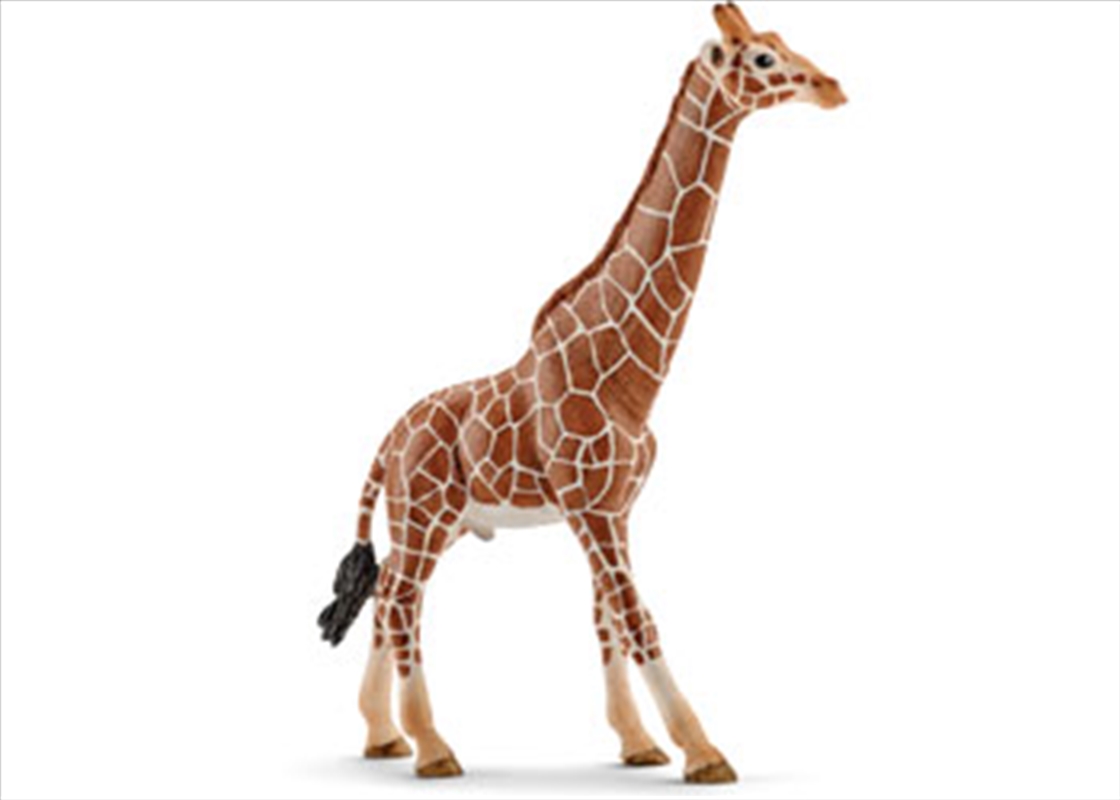 Schleich - Giraffe Male/Product Detail/Play Sets