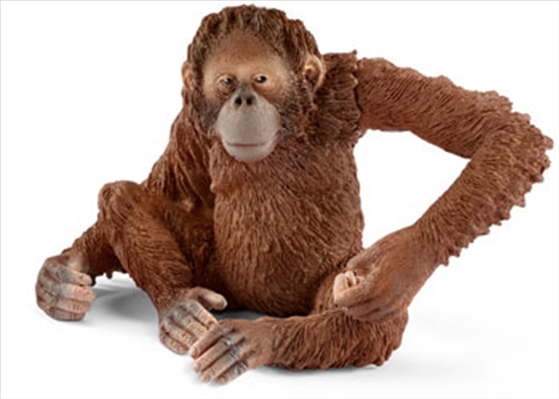 Schleich - Orangutan Female/Product Detail/Play Sets