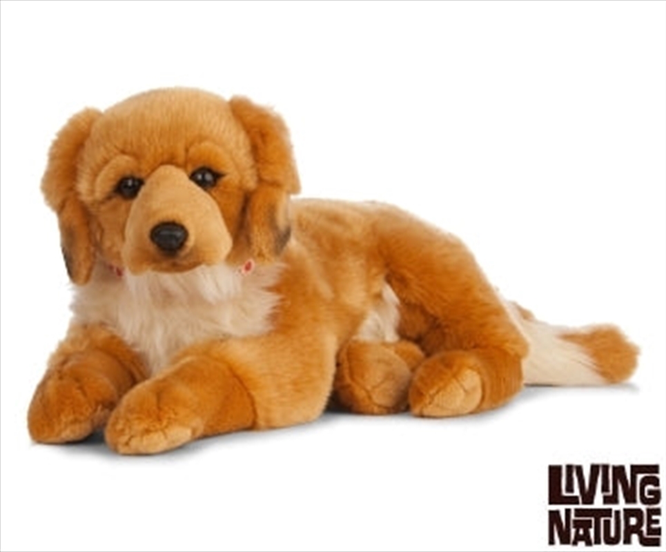 Giant Golden Retriever 60cm/Product Detail/Plush Toys