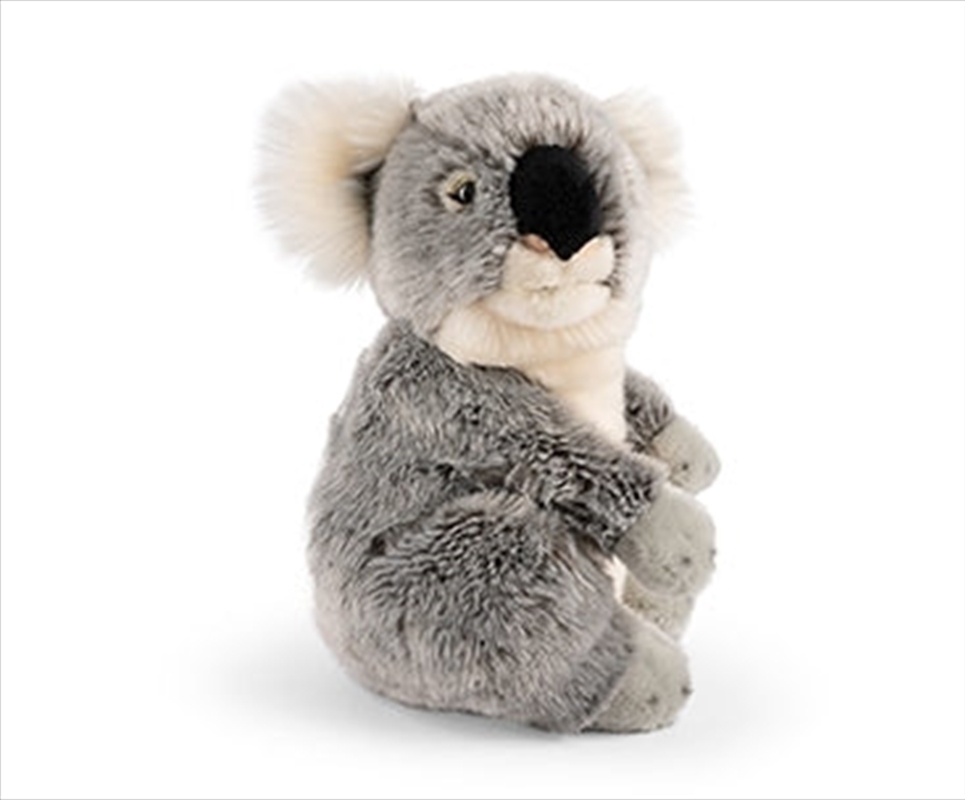 Koala/Product Detail/Plush Toys