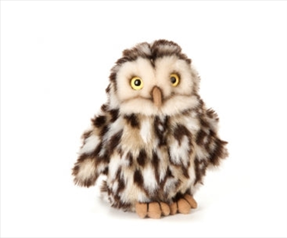 Little Owl 16cm/Product Detail/Plush Toys