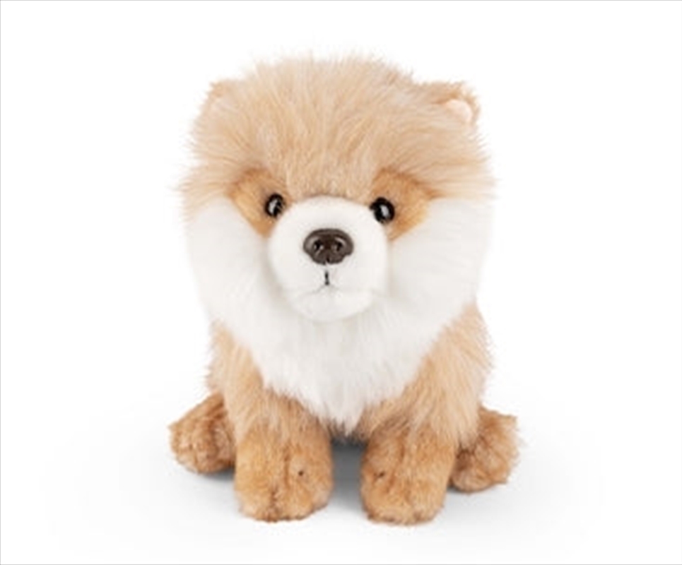 Pomeranian/Product Detail/Plush Toys