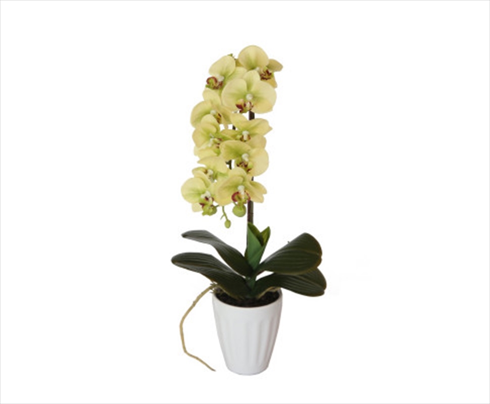 40cm Butterfly Orchid- Cream/Product Detail/Sport & Outdoor