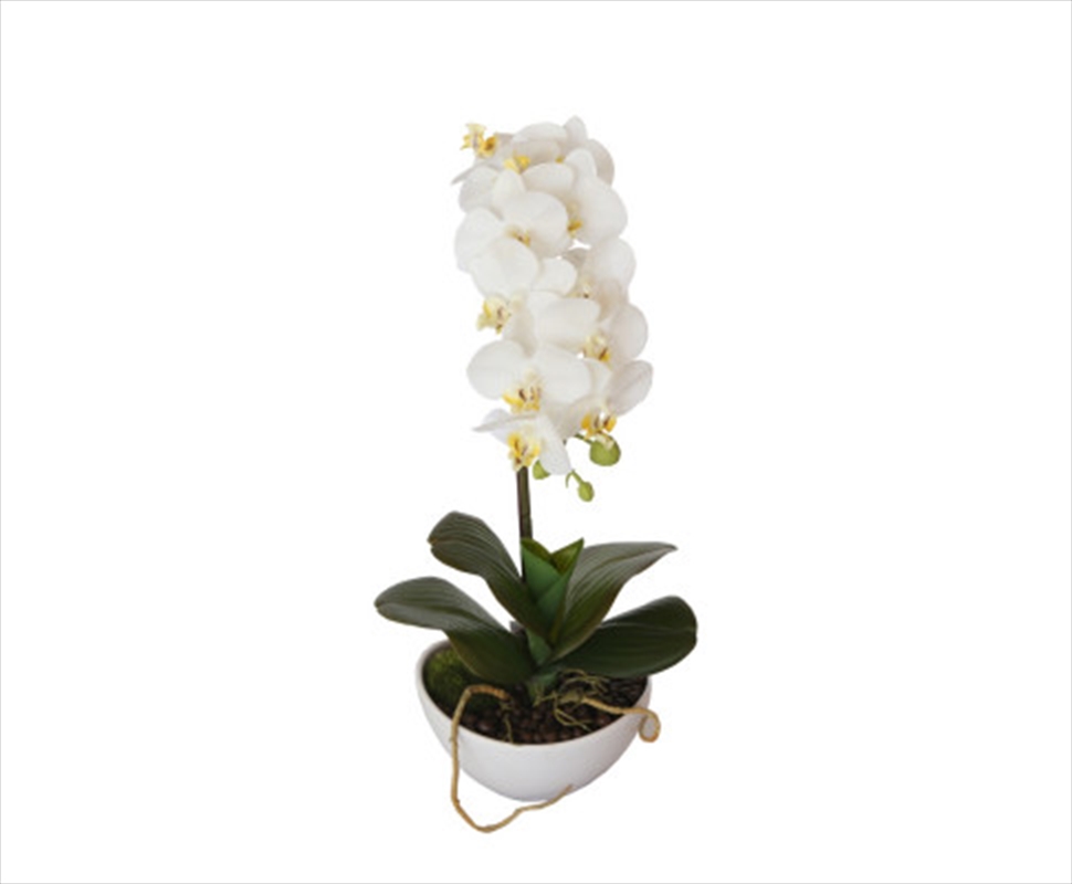 46cm Butterfly Orchid - White/Product Detail/Sport & Outdoor