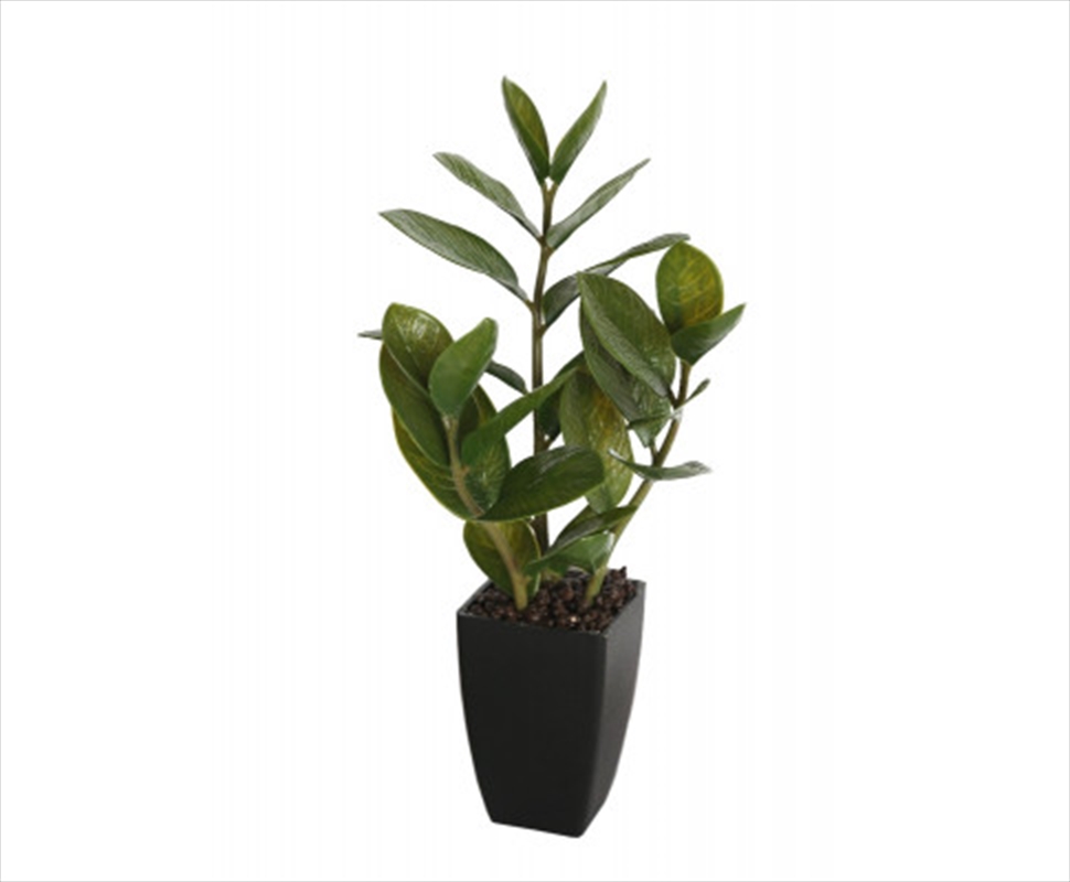 46cm Potted Zanzibar/Product Detail/Sport & Outdoor