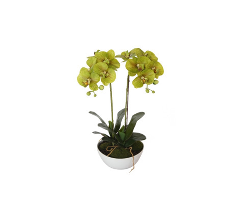 50cm Dual Butterfly Orchid - Cream/Product Detail/Sport & Outdoor